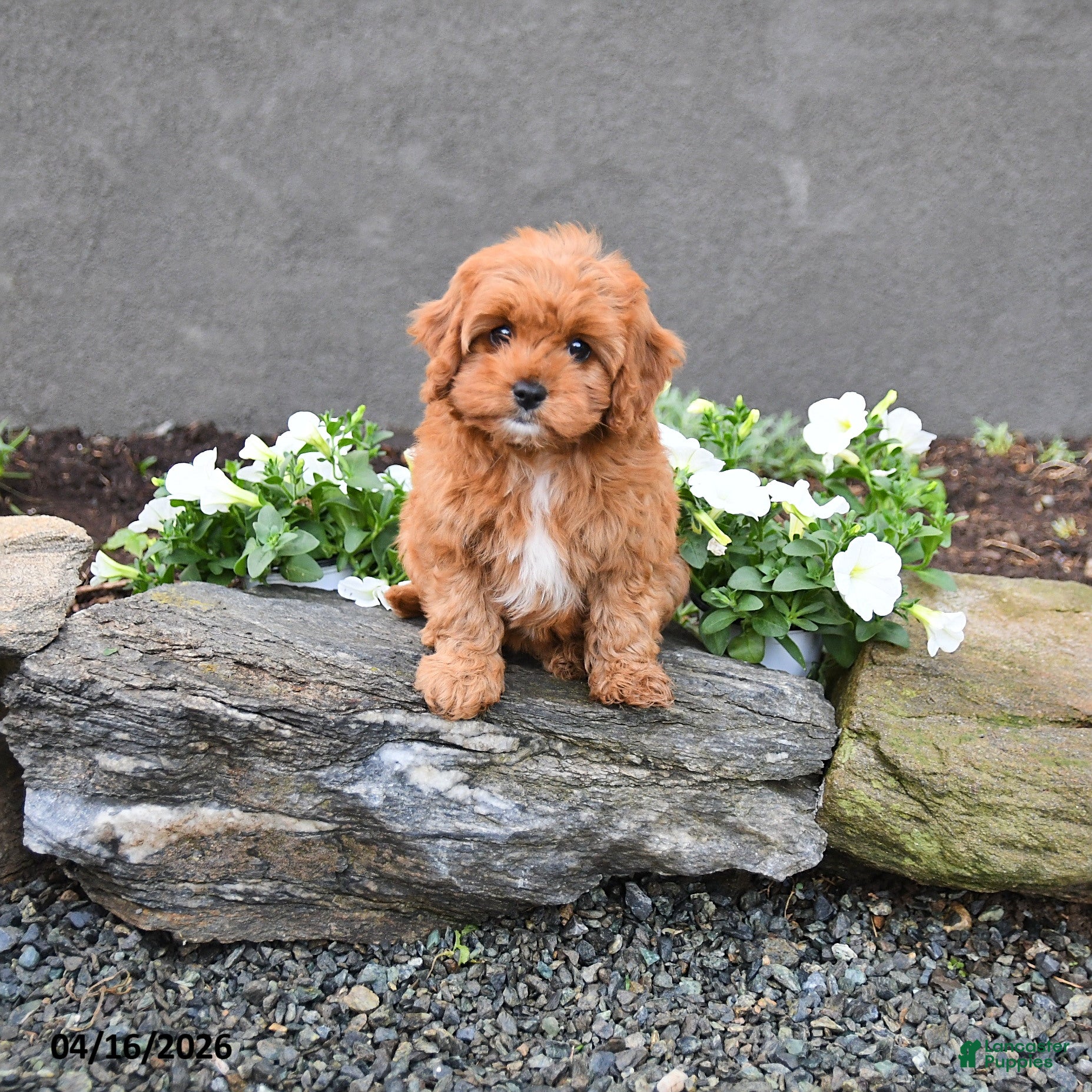 Cavapoo dogs Ellie - Ad 2