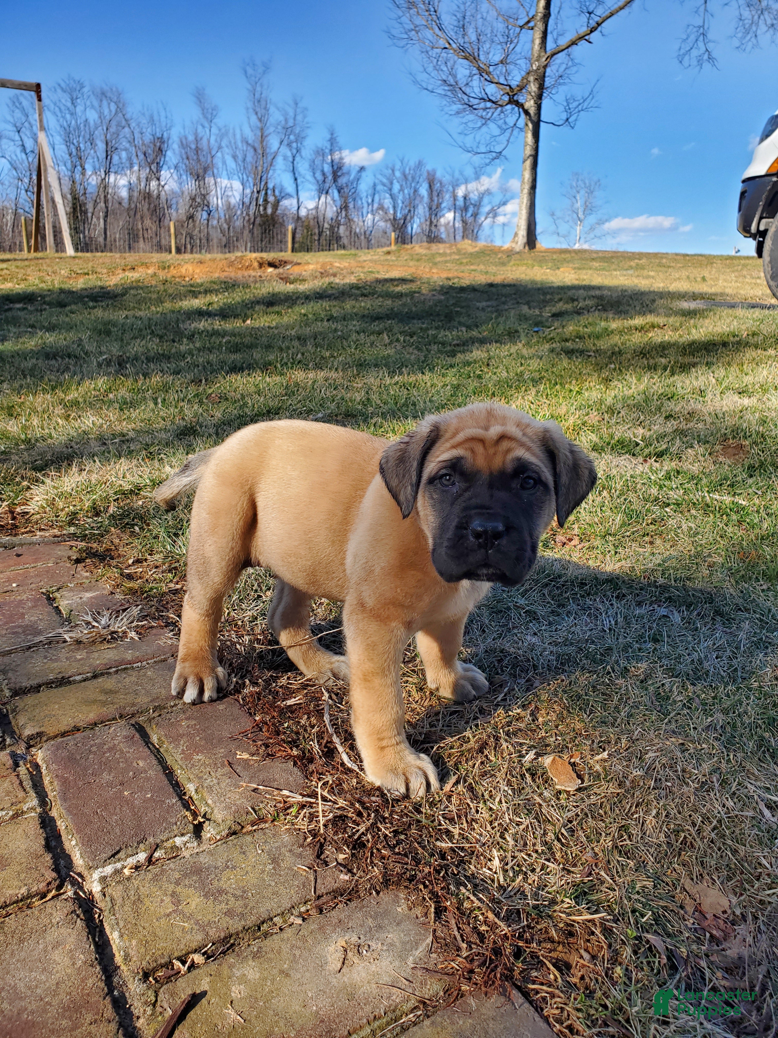 English Mastiff dogs Finn - Ad 1