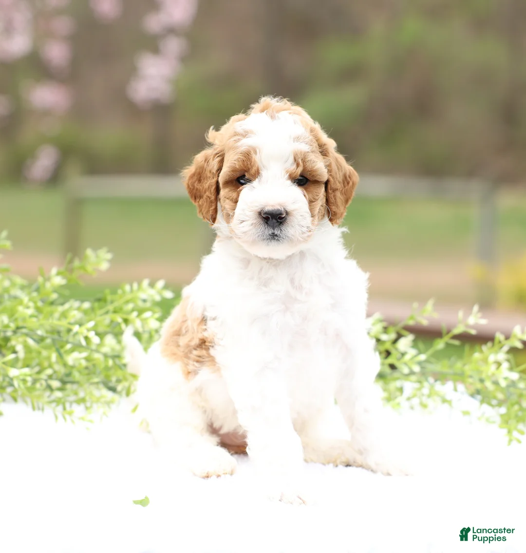 Mini Goldendoodle dogs for sale: Connie - Ad 1