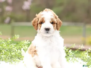 Mini Goldendoodle dogs Connie - Ad 2