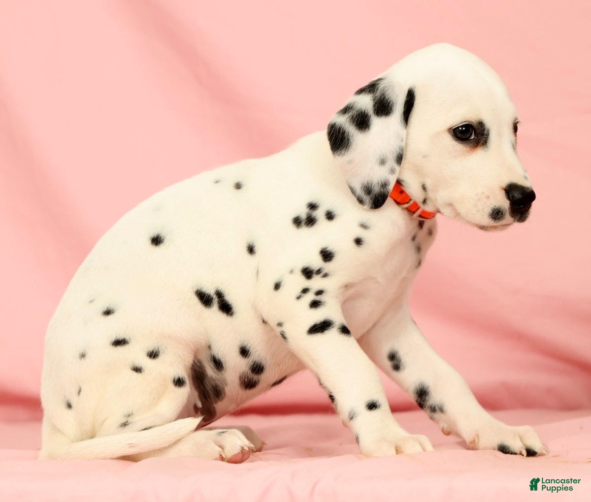 Dalmatian dogs Lexie - Ad 2