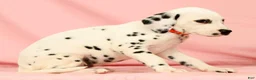 Dalmatian dogs for sale: Lexie - Ad 8
