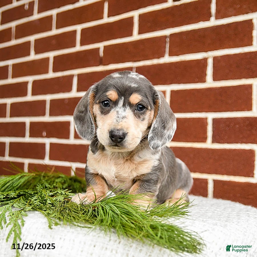 Miniature Dachshund dogs Buddy - Ad 29