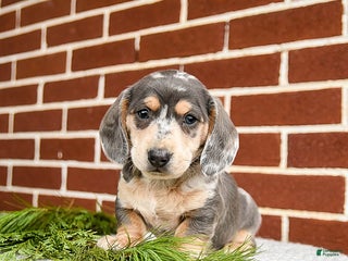 Miniature Dachshund dogs Buddy - Ad 18