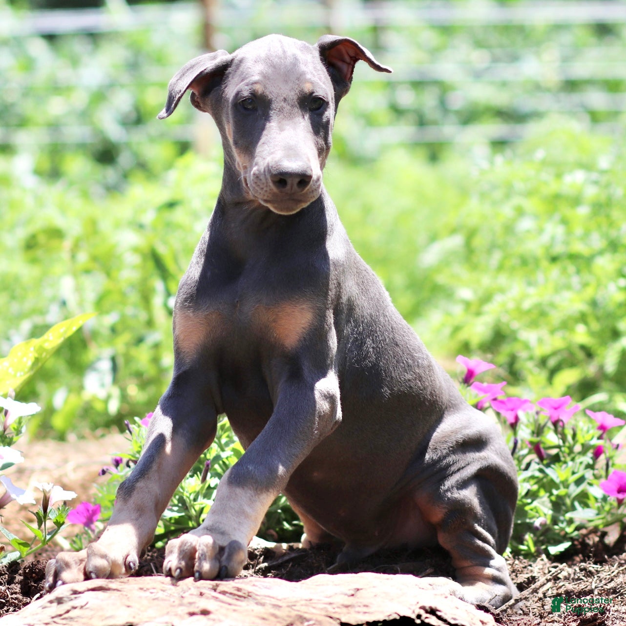 Doberman Pinscher dogs Jacob - Ad 2