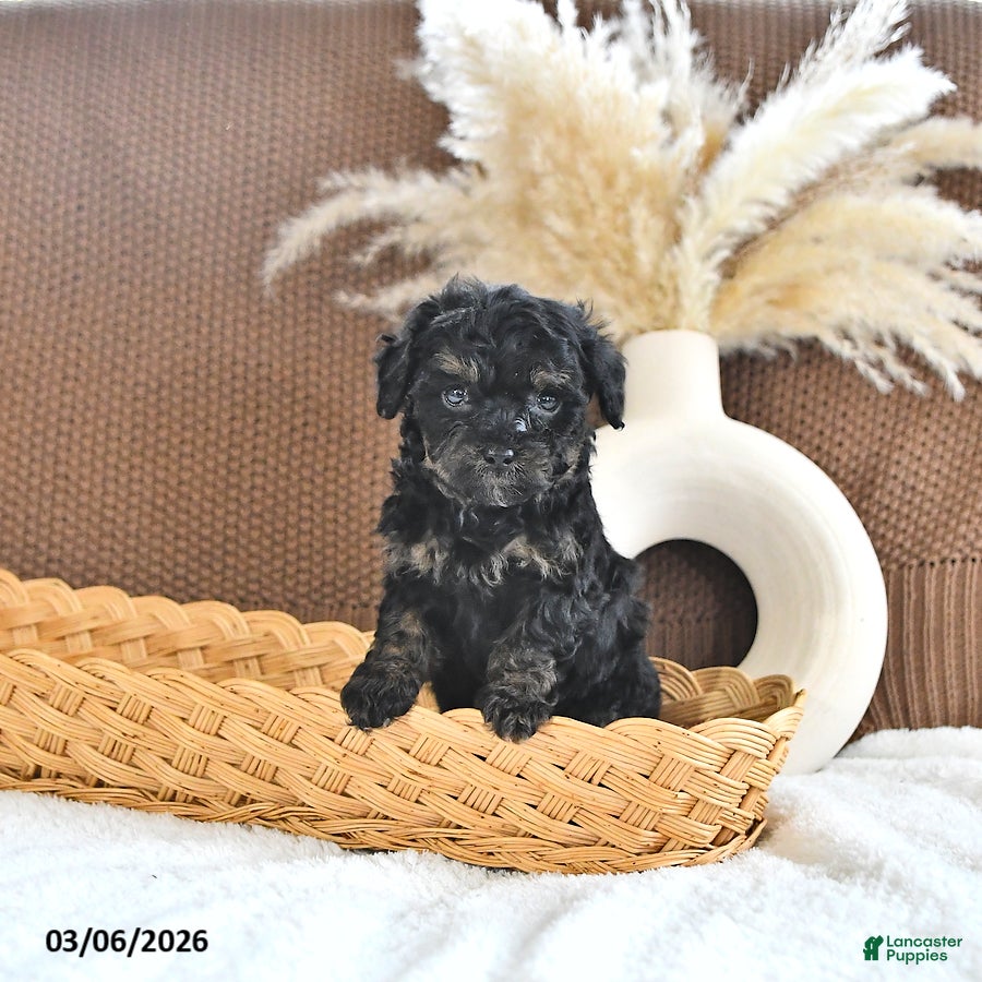Toy Poodle dogs Lyla - Ad 1