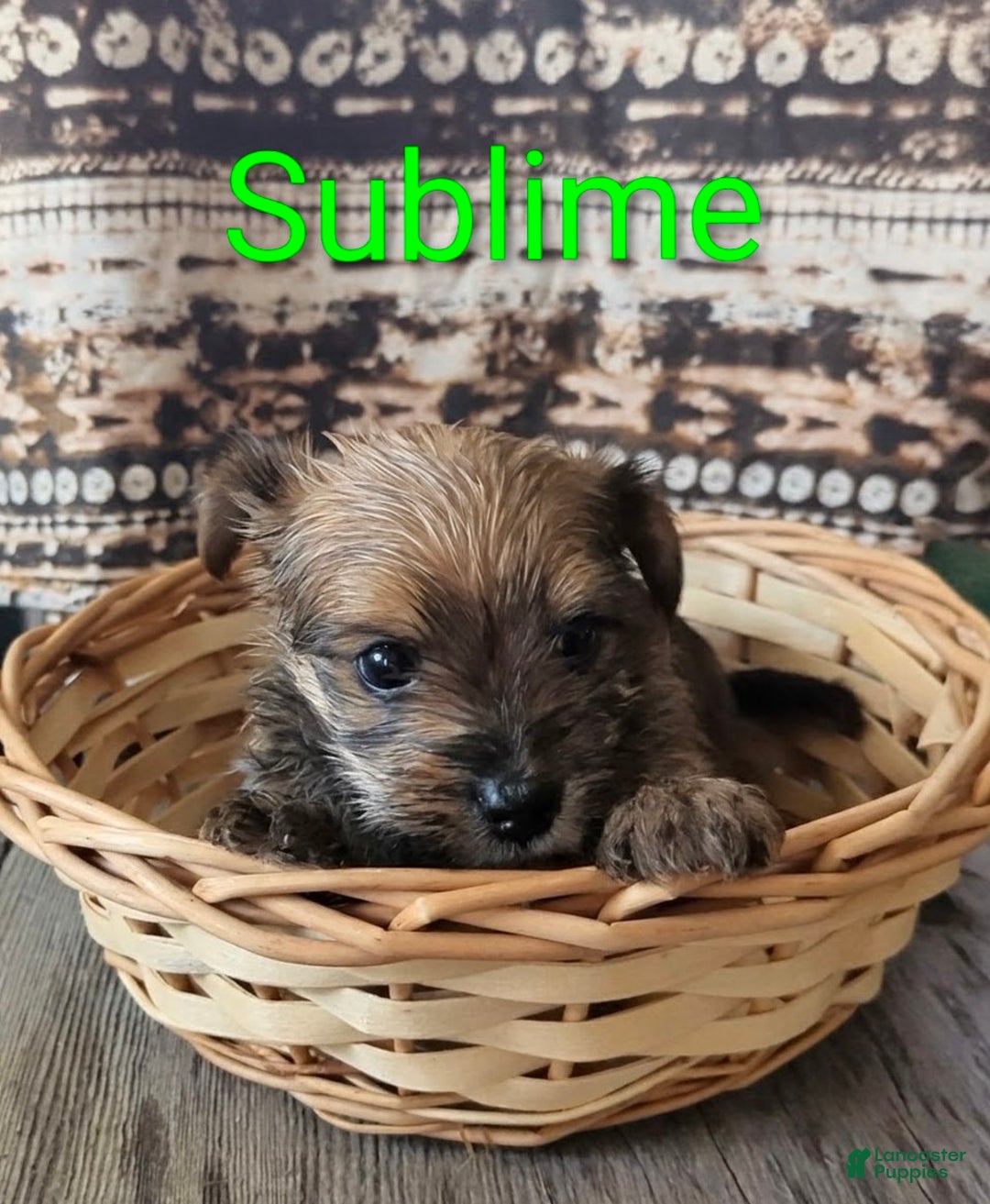 Yorkshire Terrier dogs for sale: Sublime - Ad 5