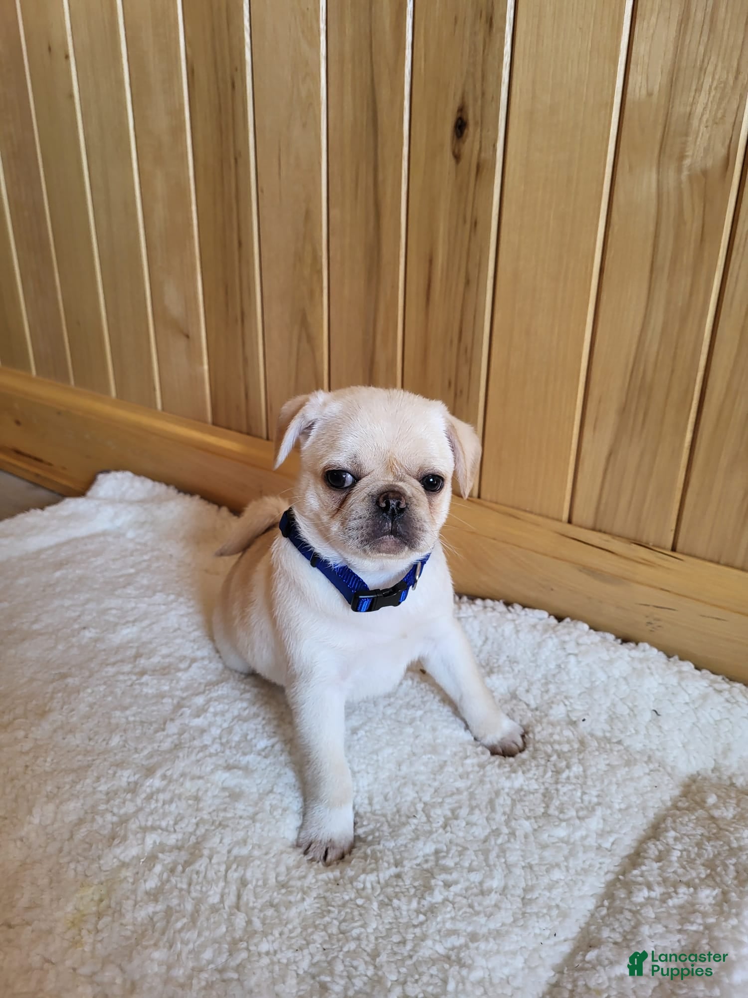 Pug dogs Blake - Ad 2