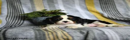 Cavalier King Charles Spaniel dogs for sale: Jack  - Ad 3