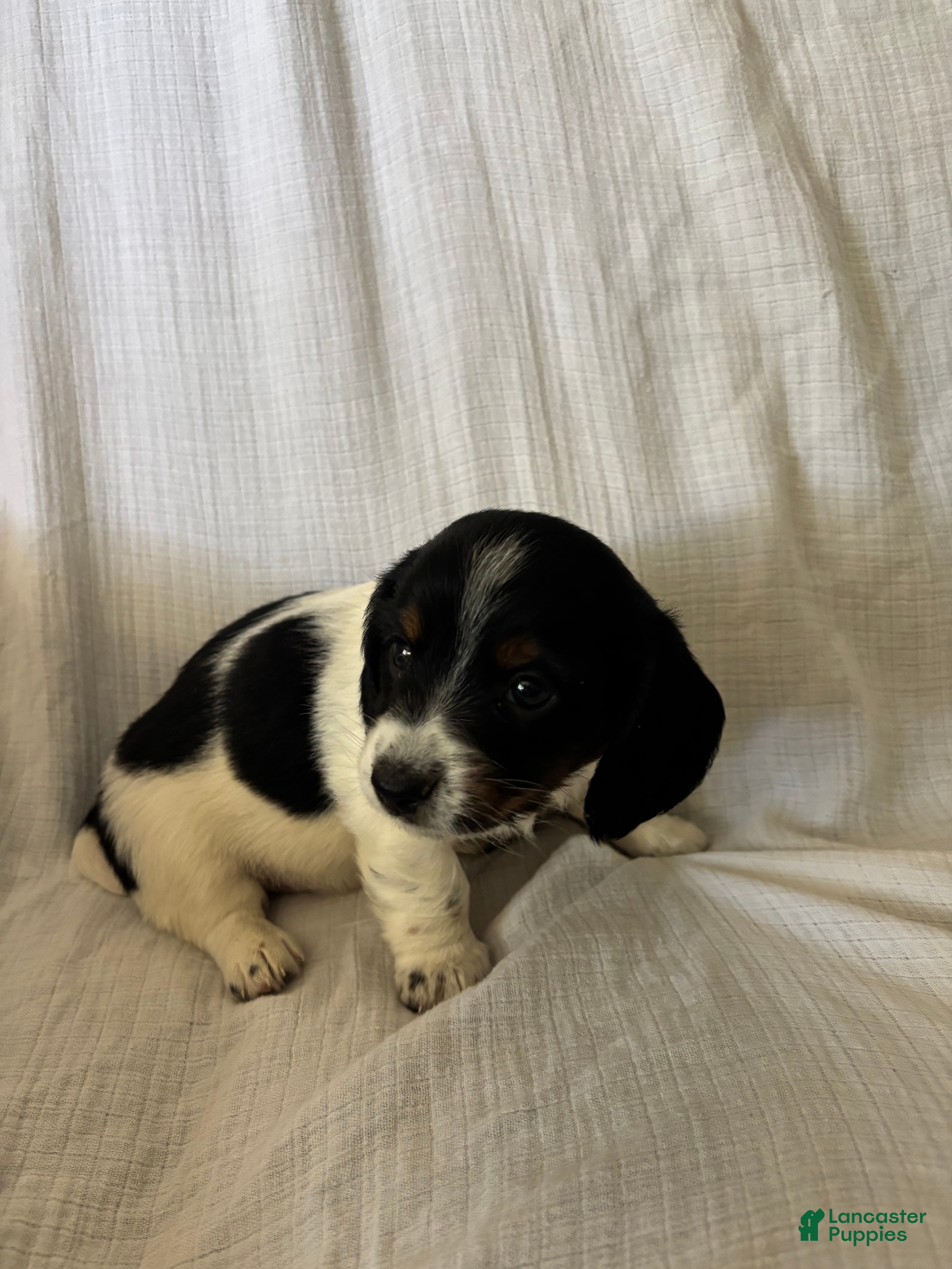Miniature Dachshund dogs Paisley  - Ad 2