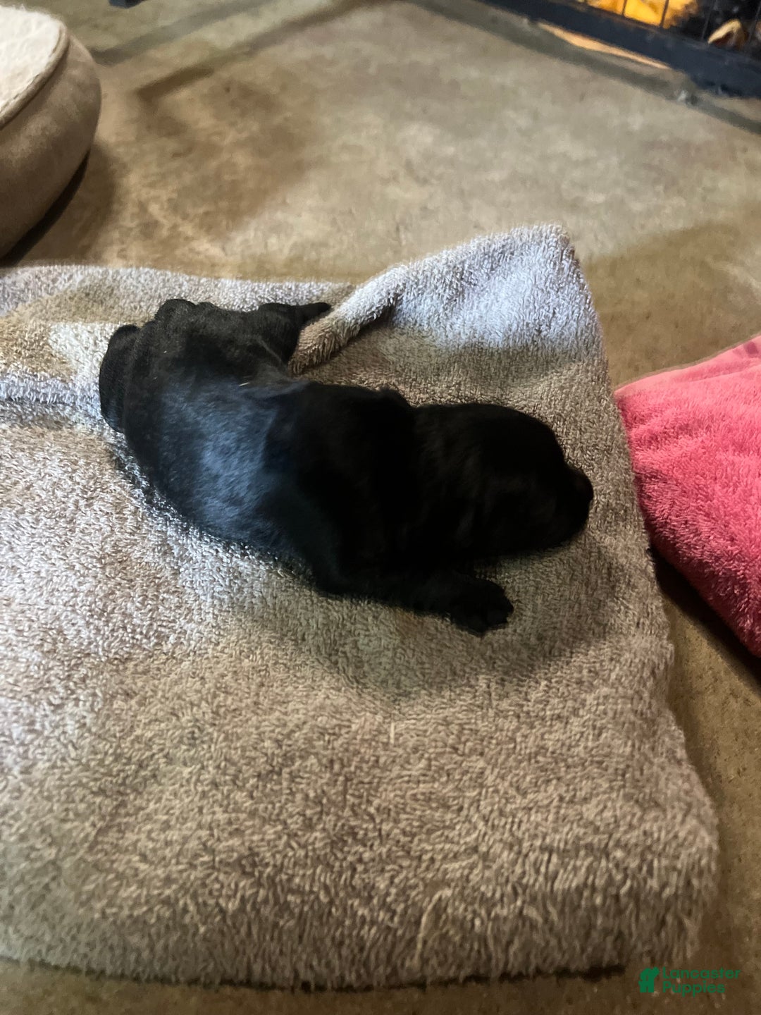 Miniature Schnauzer dogs for sale: Margo  - Ad 3