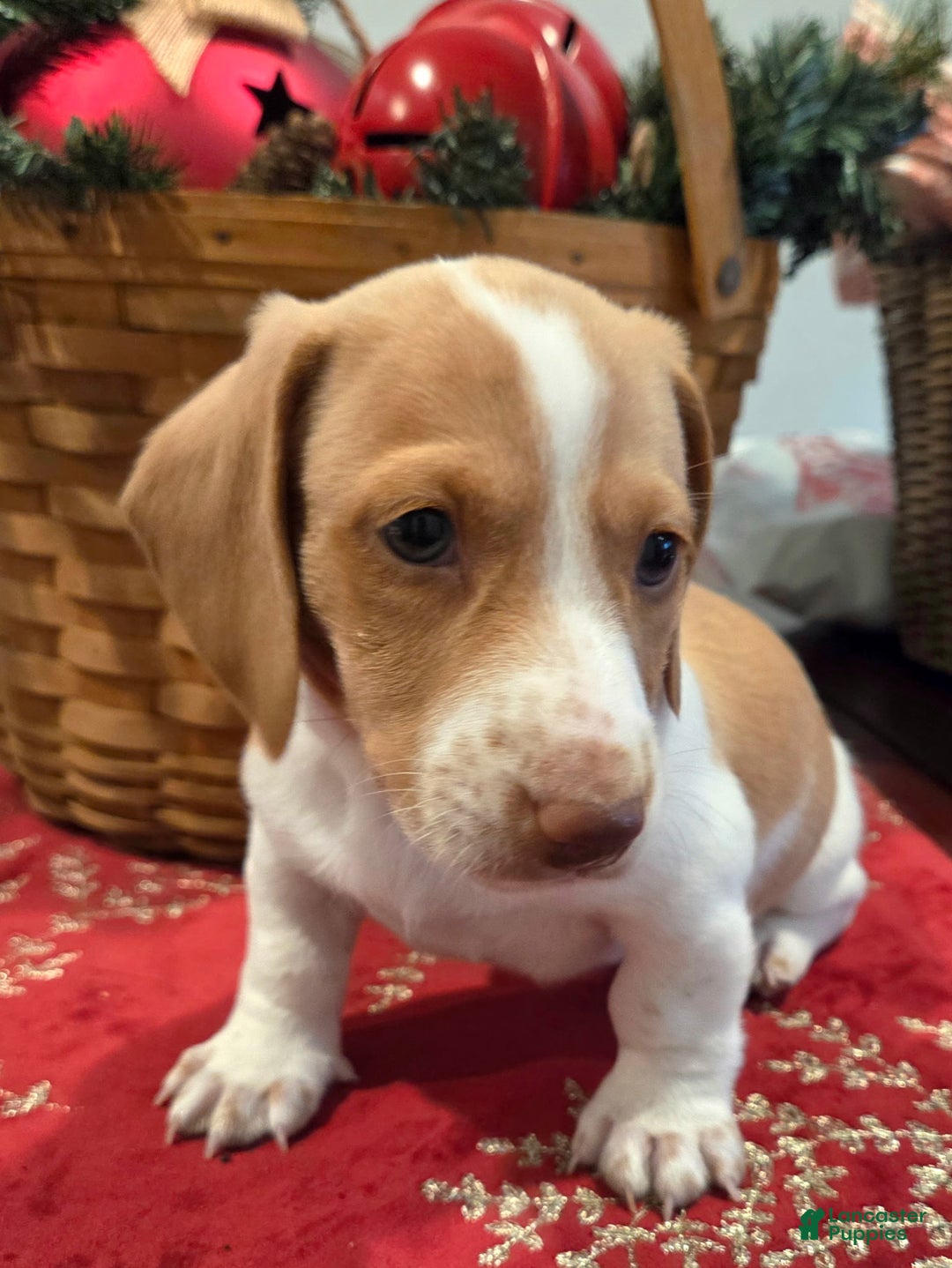 Dachshund dogs for sale: Stewart - Ad 3