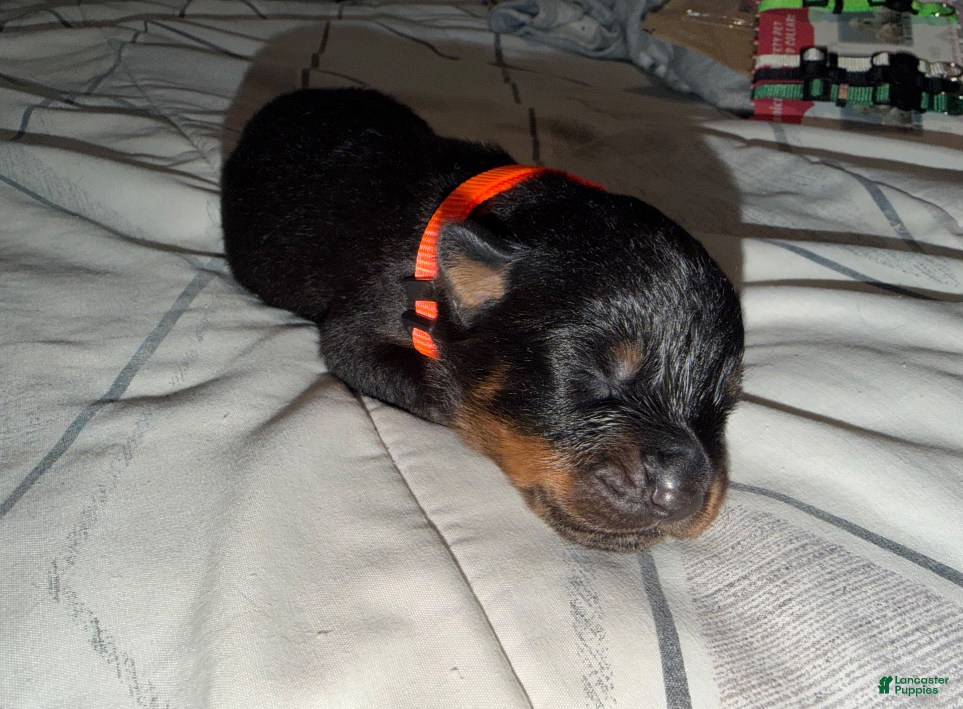 Rottweiler dogs Rottweiler 7 orange collar - Ad 5