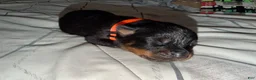 Rottweiler dogs for sale: Rottweiler 7 orange collar - Ad 1