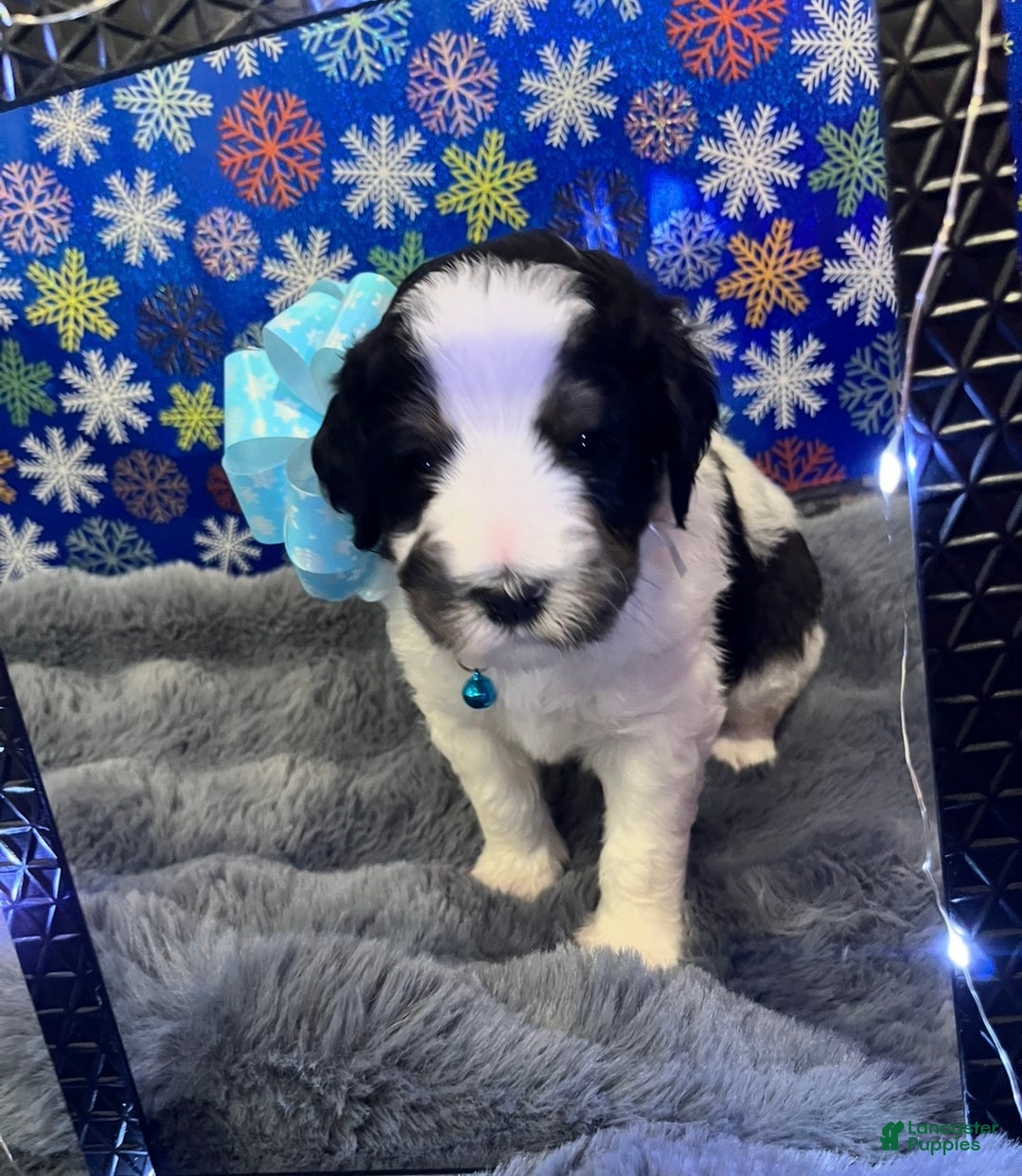 Bernedoodle dogs for sale: Rain - Ad 4