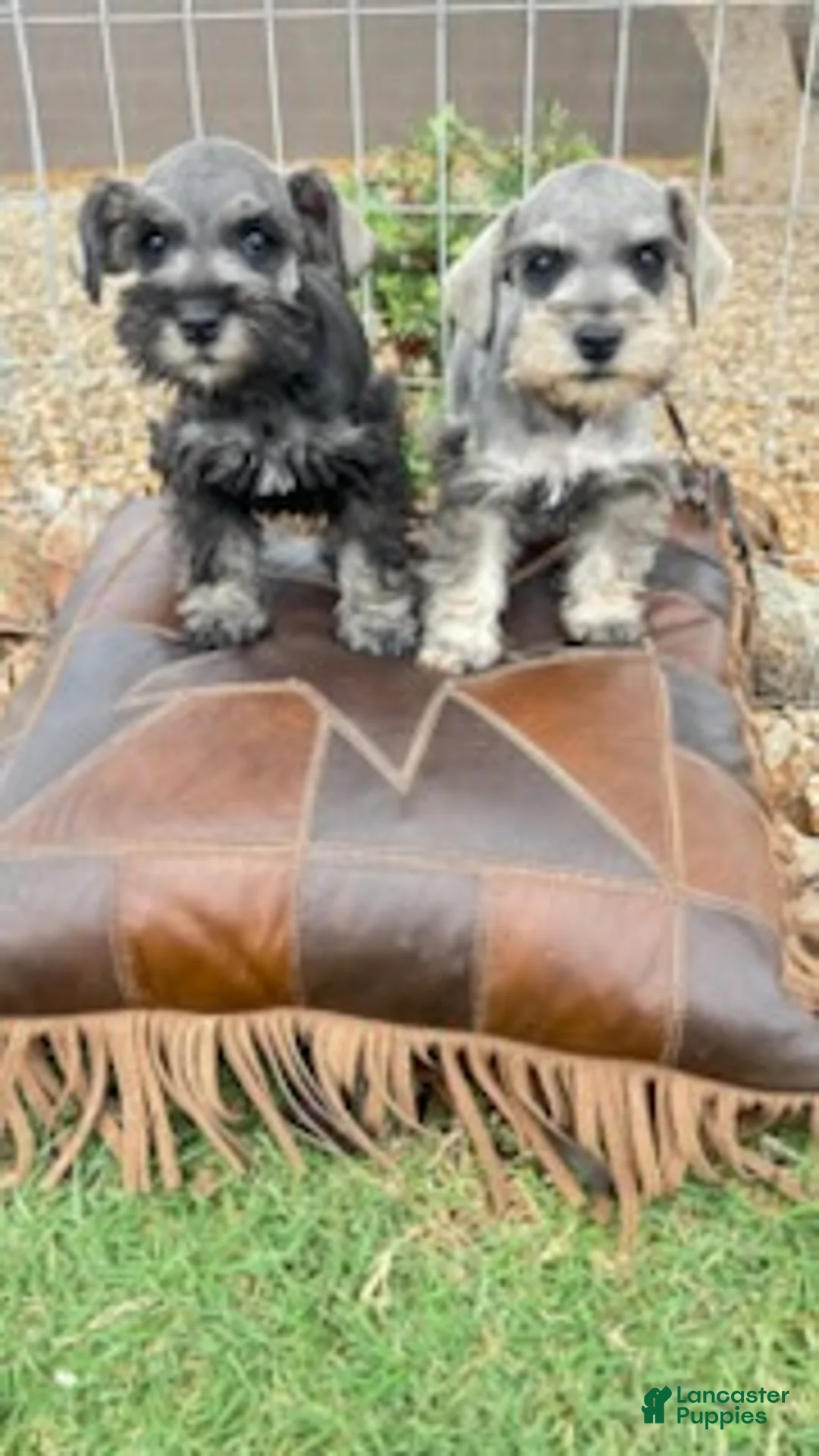 Miniature Schnauzer dogs for sale: Black and Silver - Ad 2