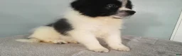 Pomeranian dogs for sale: Dylan - Ad 3