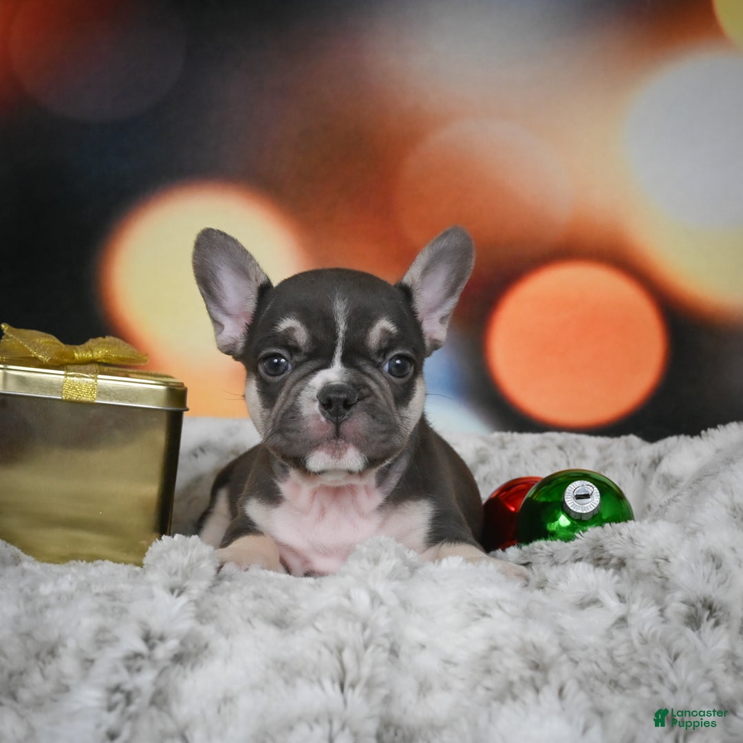 French Bulldog dogs for sale: Conrad - Ad 3