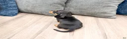 Miniature Dachshund dogs for sale: Mason - Ad 5