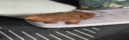 Cavapoo dogs for sale: Felicity - Ad 7