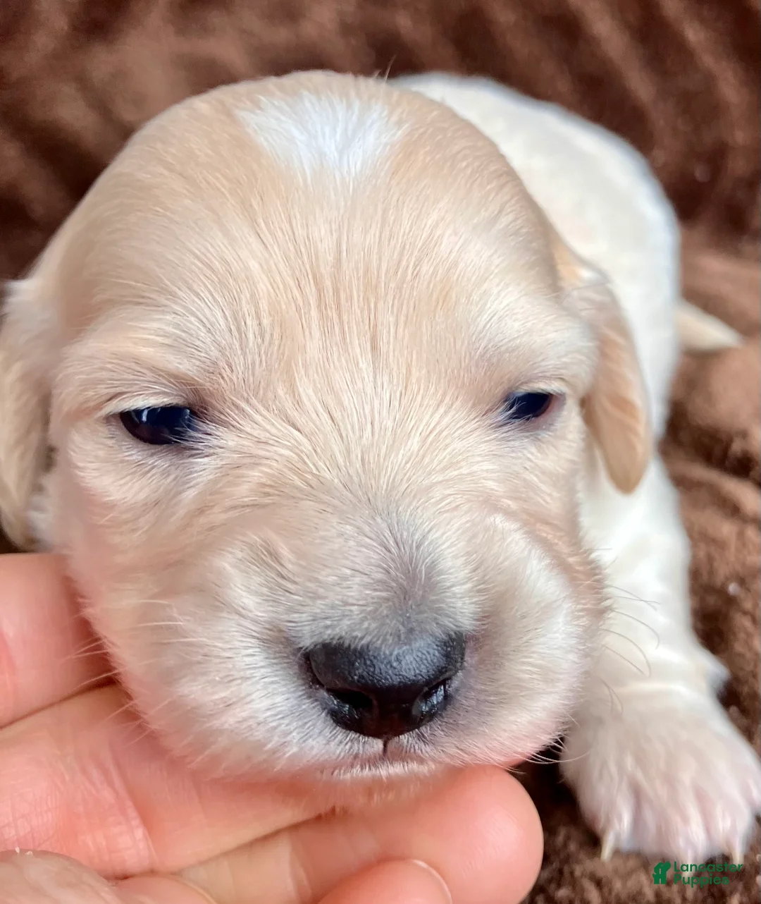 Miniature Dachshund dogs for sale: Peaches of Sugarplum Valley - Ad 1