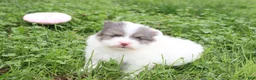 Pomeranian dogs for sale: Flora - Ad 8
