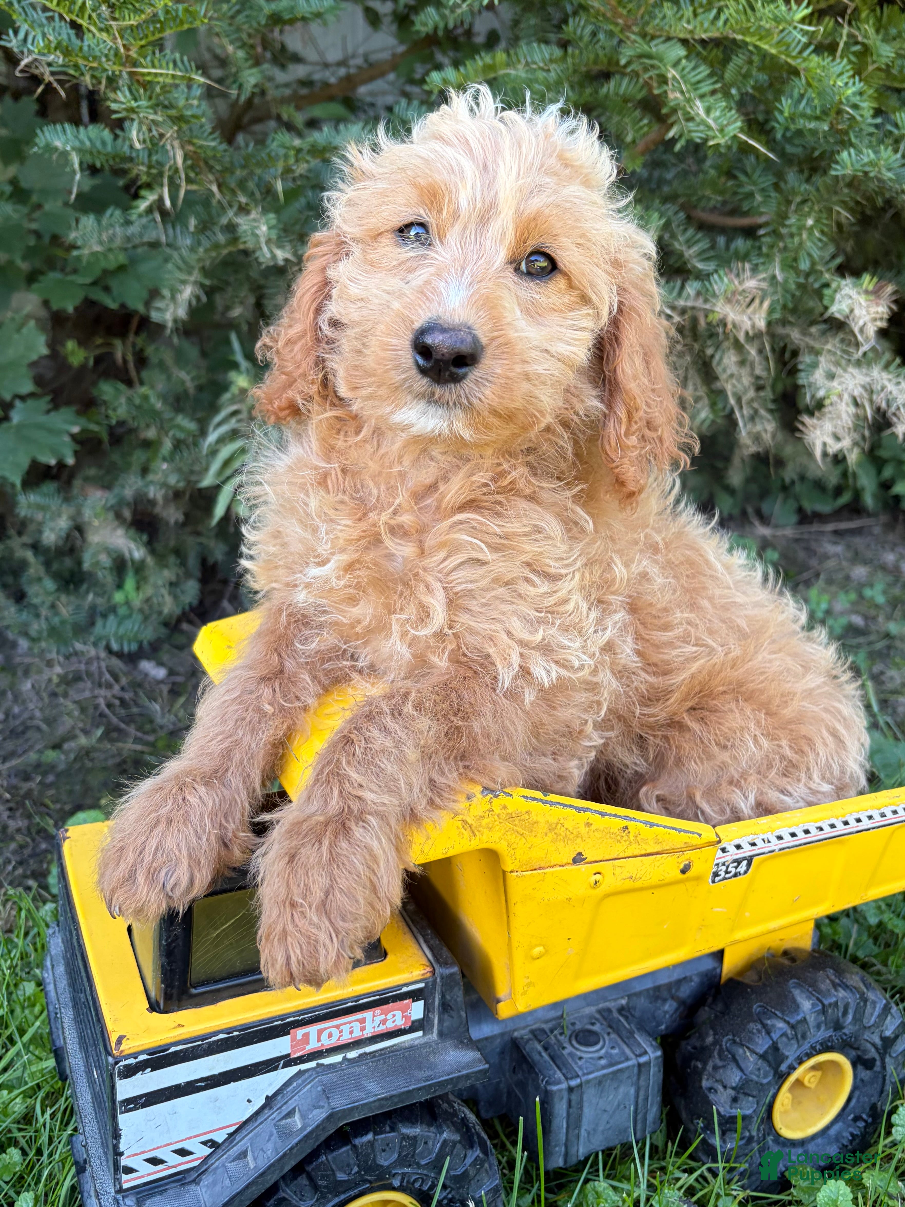 Cockapoo dogs Jace - Ad 1