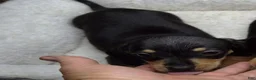 Miniature Dachshund dogs for sale: Tilly Black/cream male - Ad 1