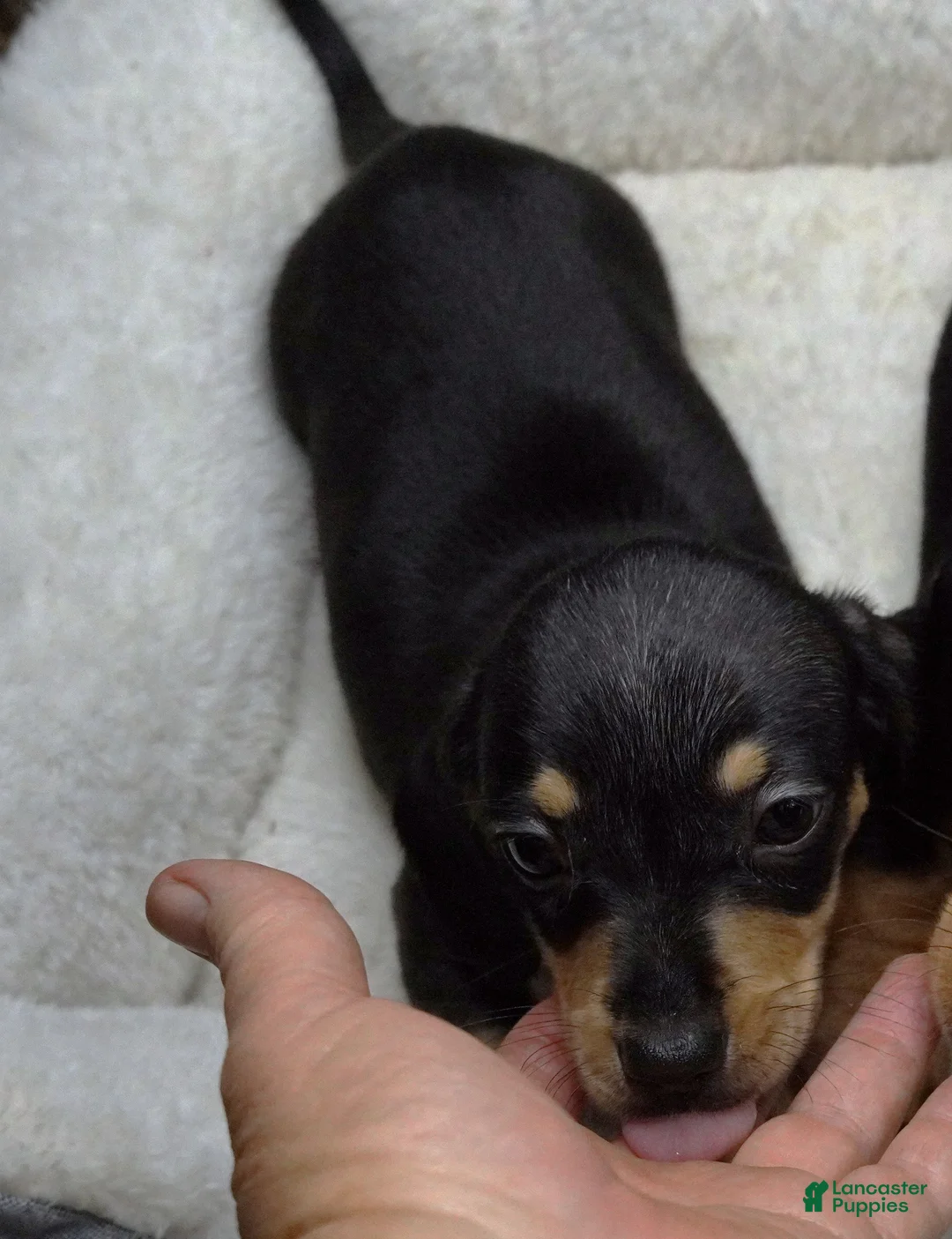 Miniature Dachshund dogs for sale: Tilly Black/cream male - Ad 1
