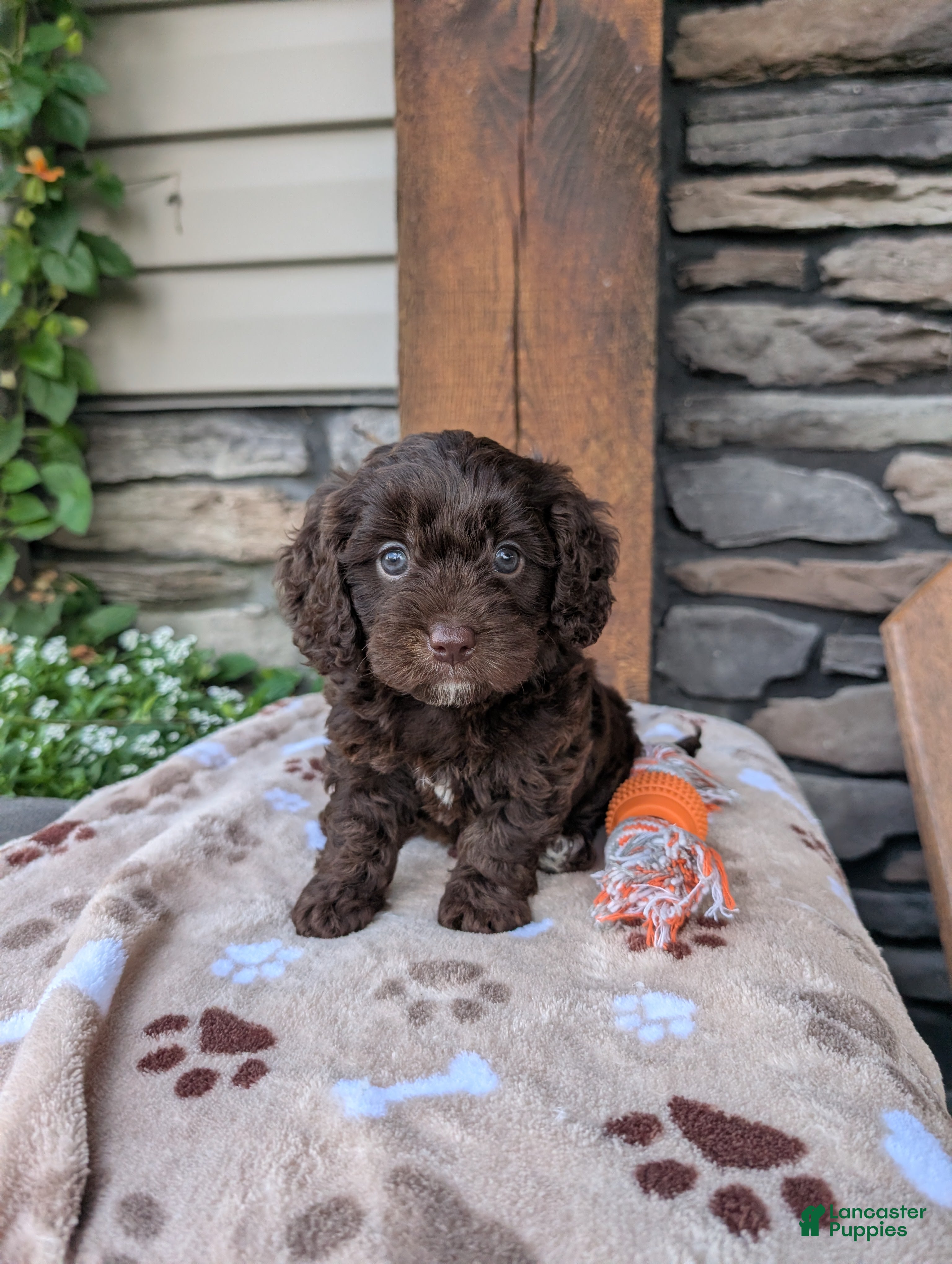 Cavapoo dogs Rocky  - Ad 2