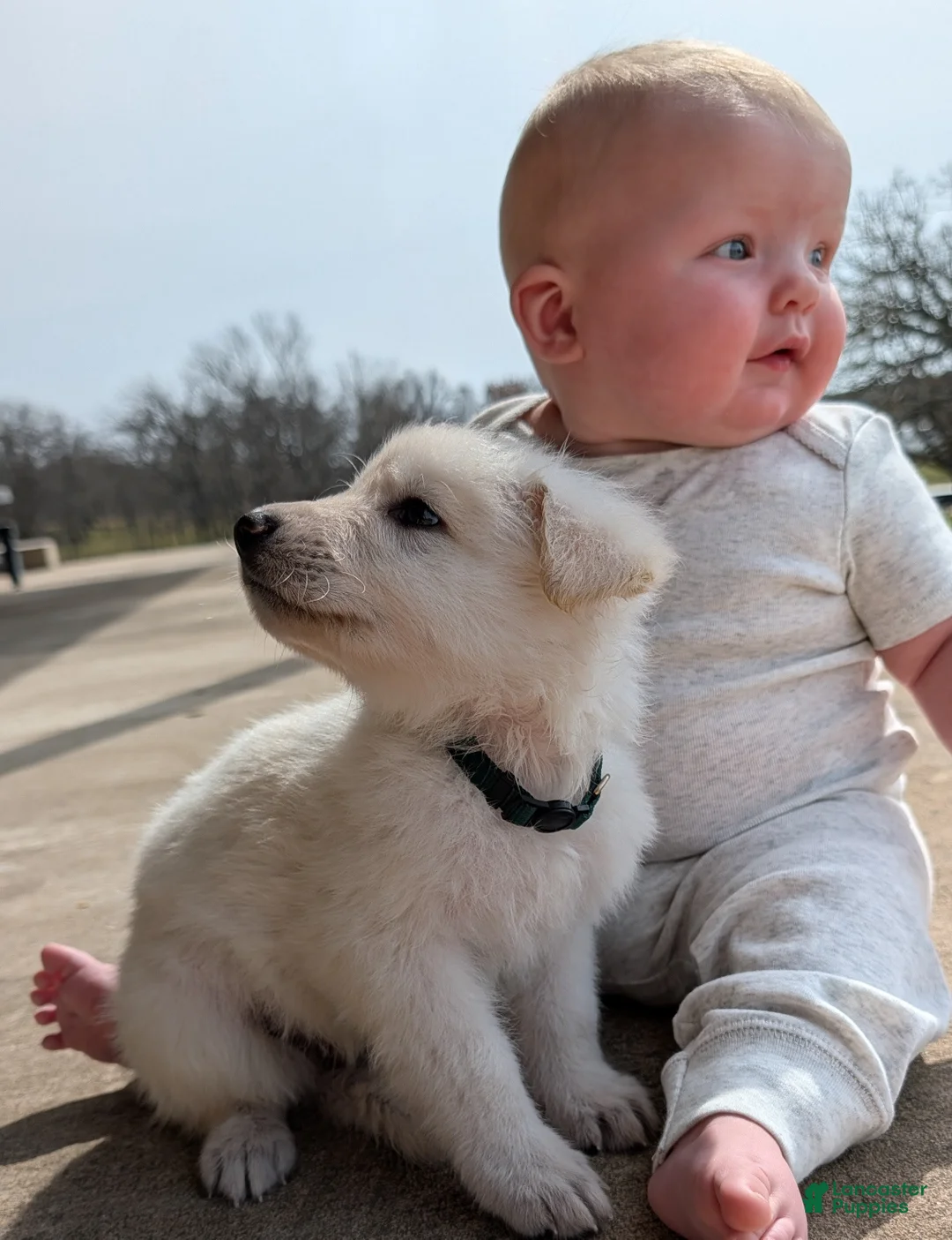 German Shepherd dogs for sale: Matty - Ad 2