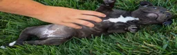 Staffordshire Bull Terrier dogs for sale: Moxie 💖 - Ad 3