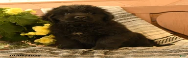 Molasses