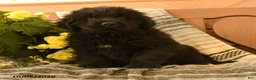 Newfoundland dogs for sale: Molasses - Ad 1