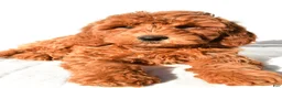 Mini Goldendoodle dogs for sale: Amber - Ad 8