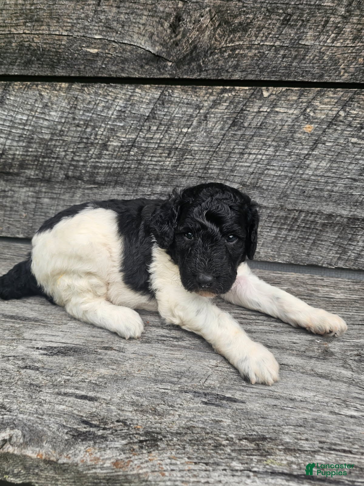 Standard Poodle dogs Harper - Ad 2