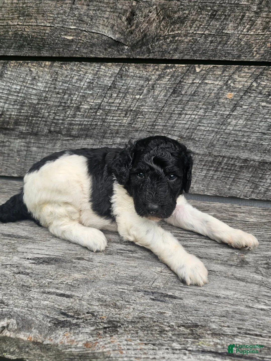 Standard Poodle dogs for sale: Harper - Ad 2