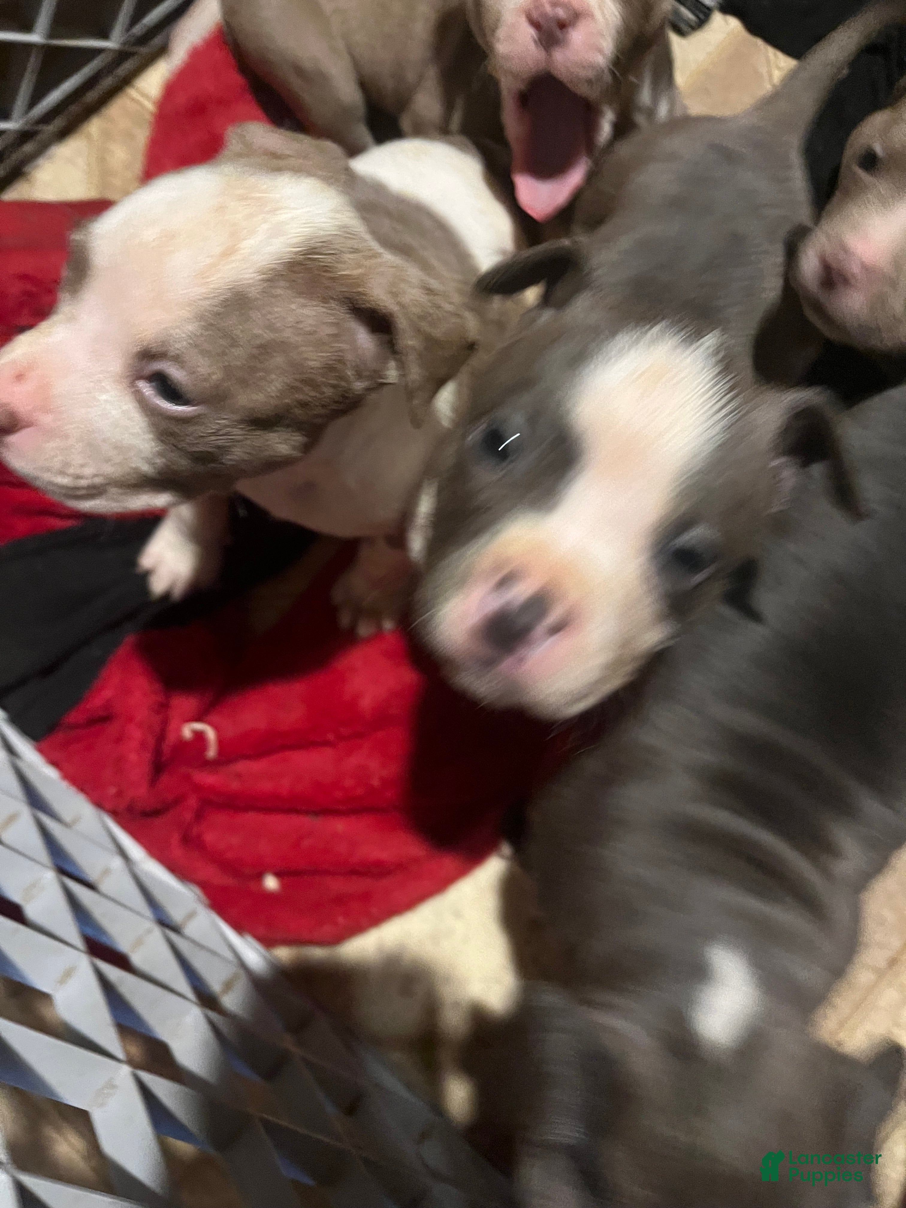 American Pit Bull Terrier dogs American Pit Bull Terrier Puppy 4 - Ad 23