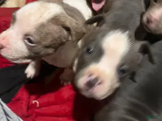 American Pit Bull Terrier dogs American Pit Bull Terrier Puppy 4 - Ad 23