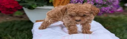 Toy Poodle dogs for sale: Lando - Ad 9