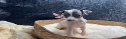 Italian Greyhound dogs for sale: Italian Greyhound 3 - Ad 7