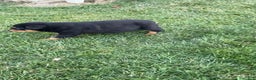 Rottweiler dogs for sale: Rottweiler Puppy 1 - Ad 10