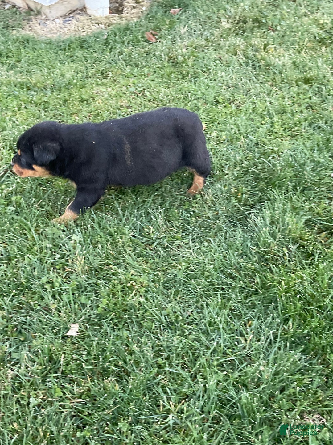 Rottweiler dogs for sale: Rottweiler Puppy 1 - Ad 10