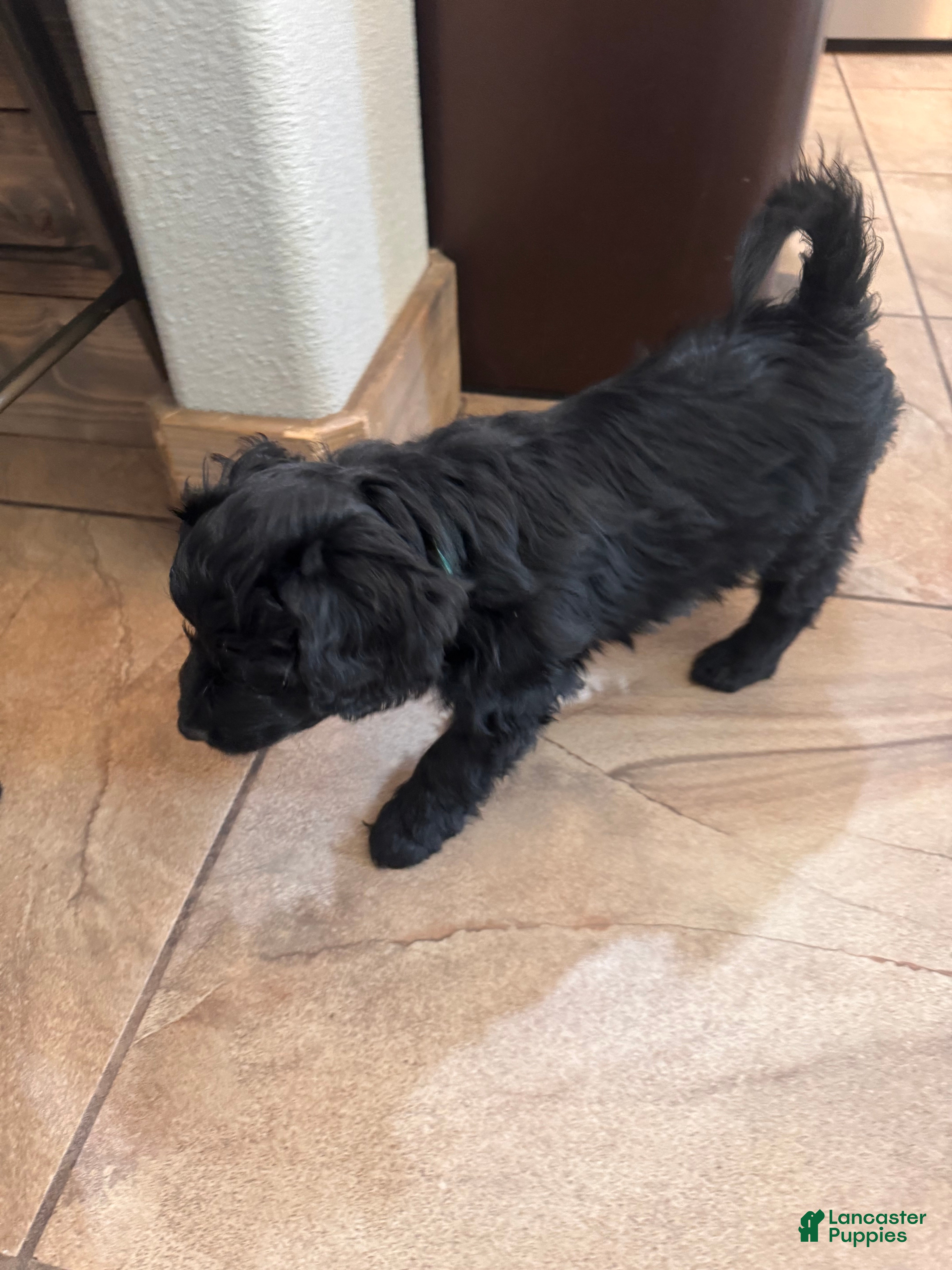 Mini Goldendoodle dogs Sebri - Ad 2