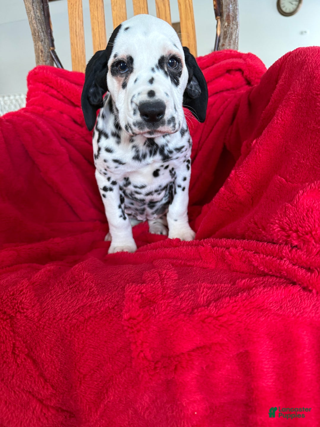 Dalmatian dogs for sale: Talia - Ad 2