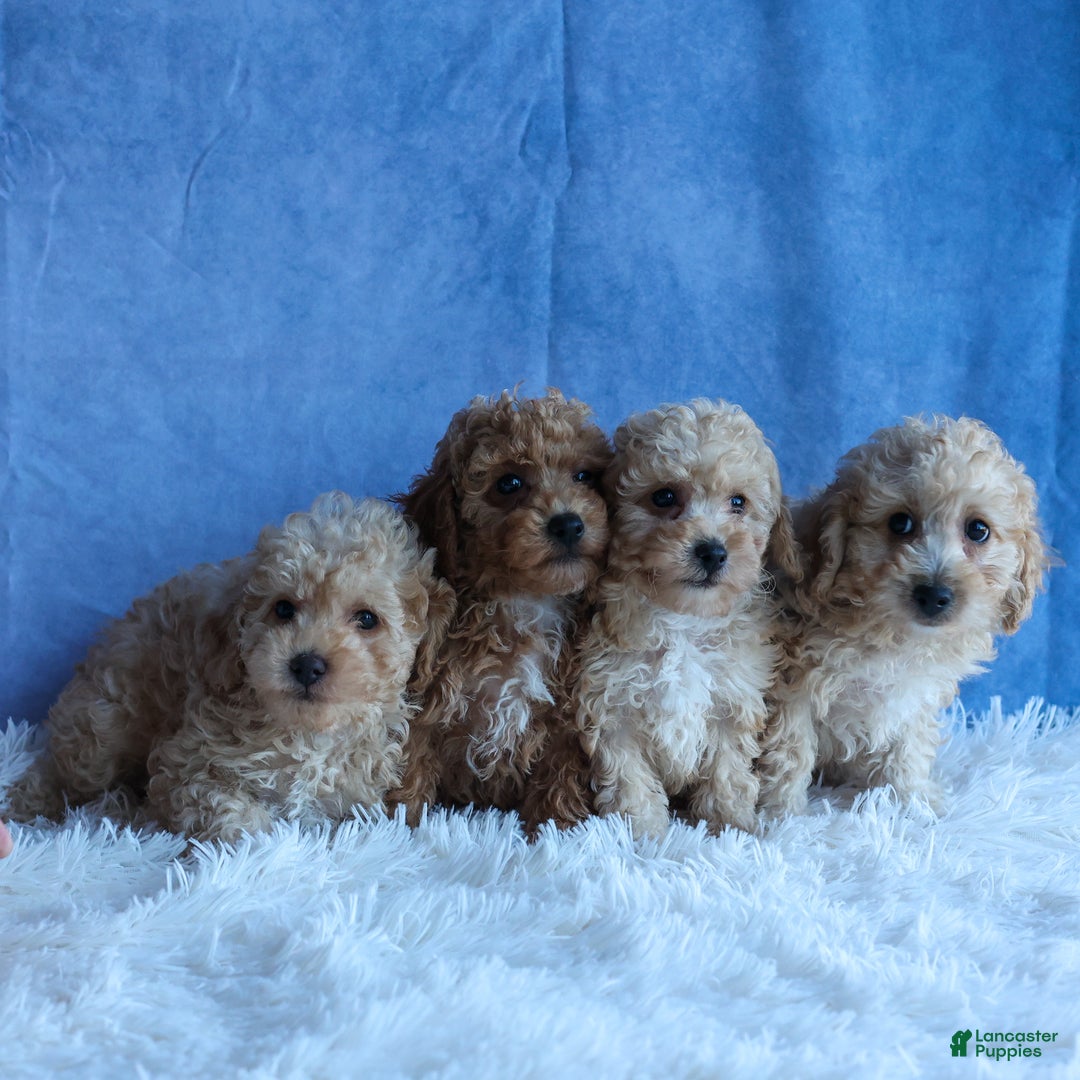 Miniature Poodle dogs for sale: LEO - Ad 3