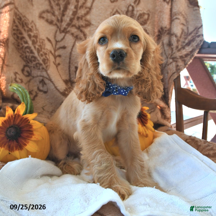 English Cocker Spaniel dogs Roger Lee - Ad 2