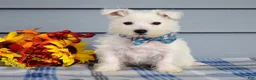 West Highland Terrier dogs for sale: Maverick - Ad 3