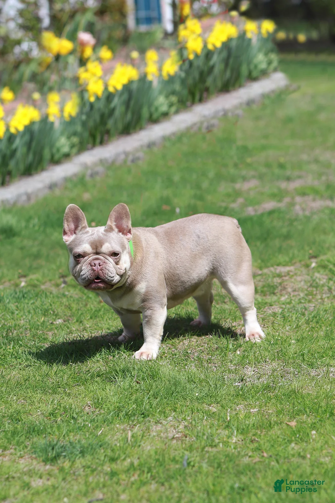 French Bulldog dogs for sale: Rio - Ad 8