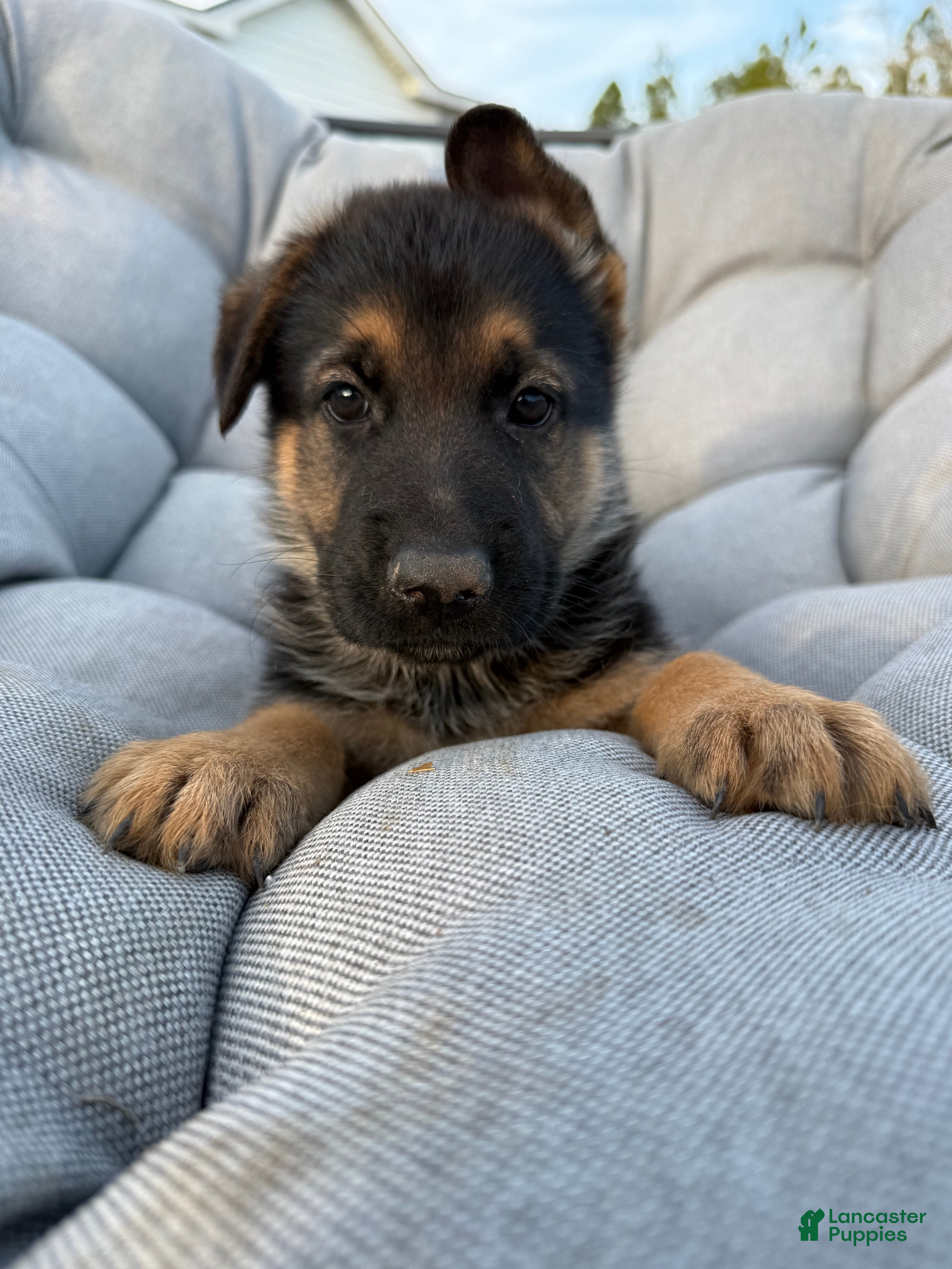 German Shepherd dogs Dale - Ad 26